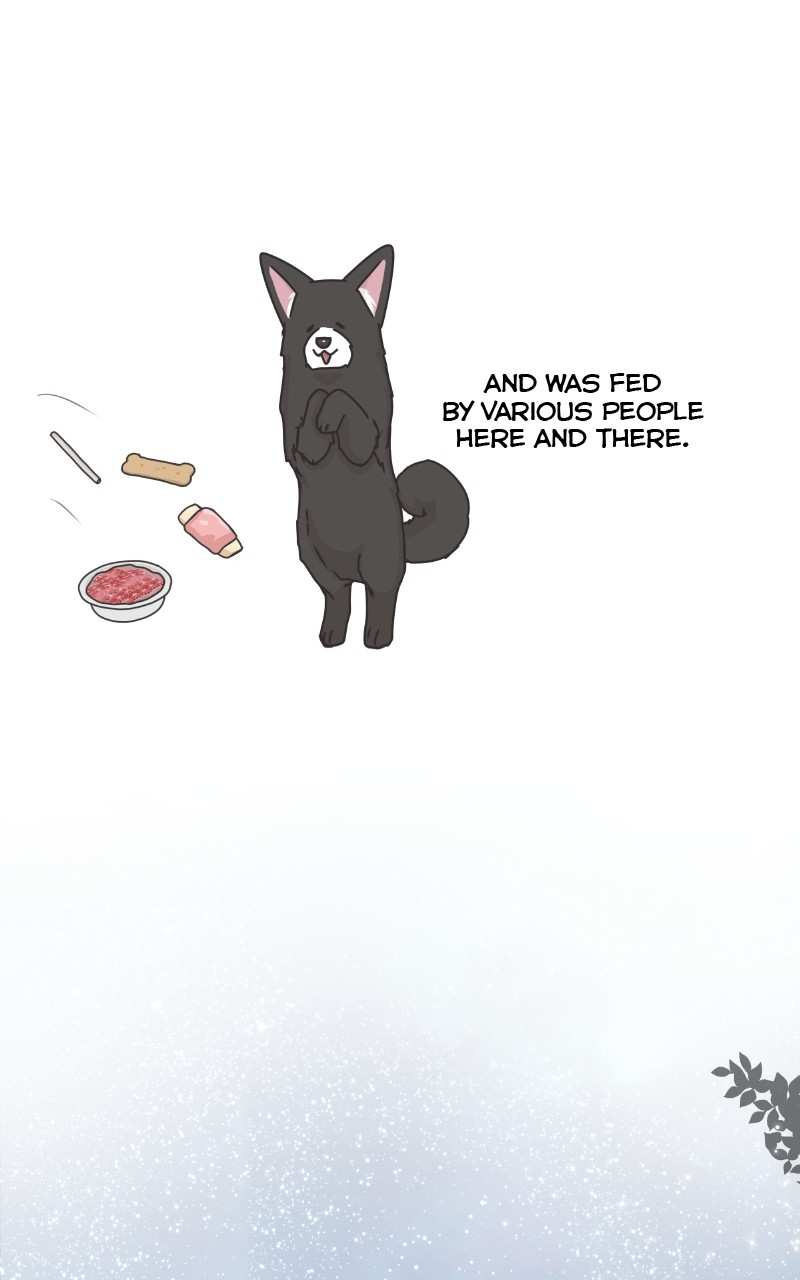 The Dog Diaries Chapter 88 - page 38