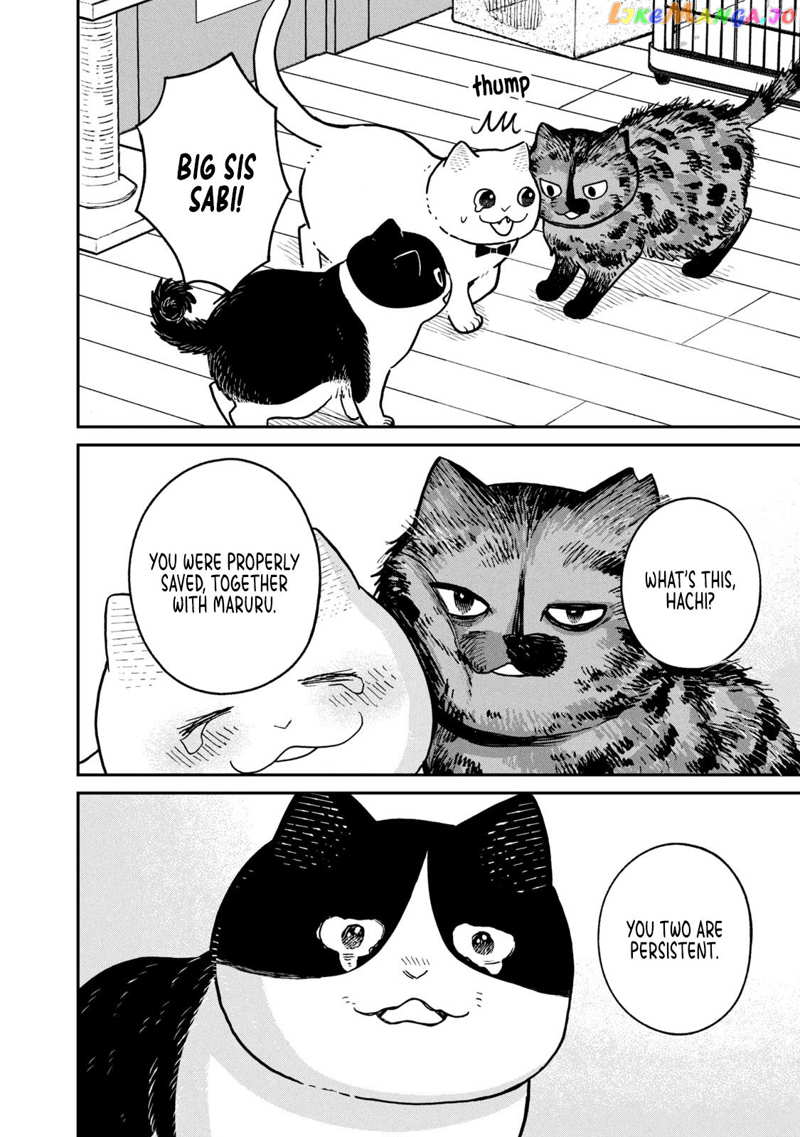 Cat Partners: Maruru And Hachi chapter 18 - page 13