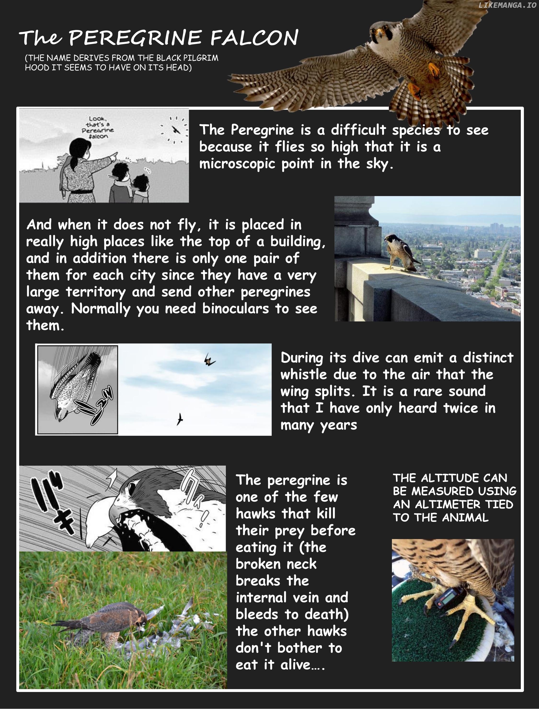 Hawk Master, It's Hunting Time! chapter 4 - page 12